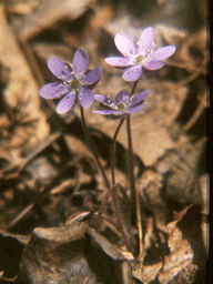 Hepatica Wildflower