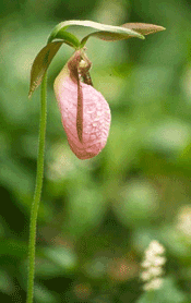 Lady Slipper